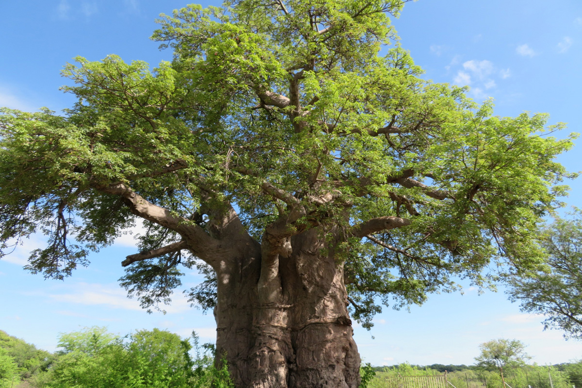 バオバブオイル